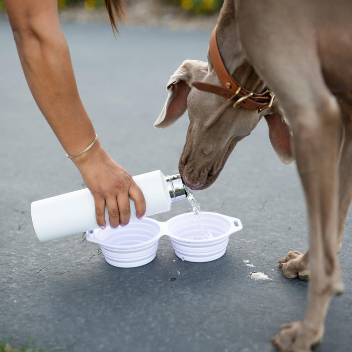 Silicone Dog Bowl *New*