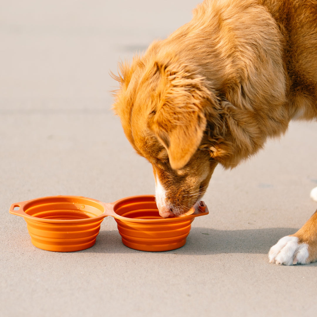 Silicone Dog Bowl *New*